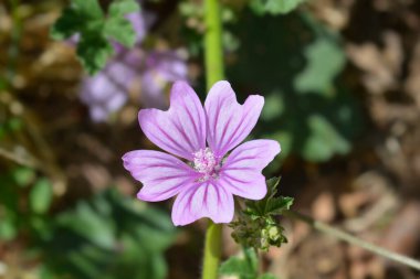 Yaygın mallow - Latince adı - Malva sylvestris