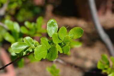 Çalı fasulyesi yaprakları - Latince adı - Schotia latifolia