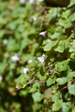 Kenilworth Ivy küçük çiçekleri - Latince adı - Cymbalaria muralis