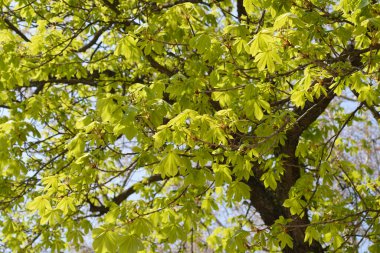 Klasik at kestanesi - Latince adı - Aesculus hipocastanum