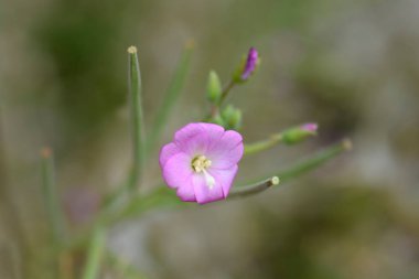 Büyük tüylü, pembe çiçekler - Latince adı - Epilobium hirsutum