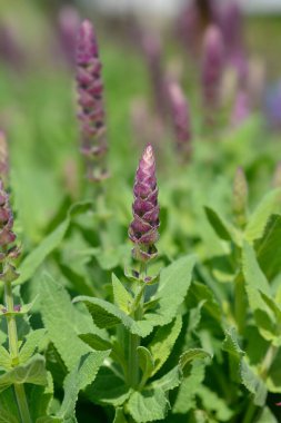 Balcan clary Ostfriesland - Latince adı - Salvia nemorosa Ostfriesland