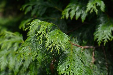 Batı kırmızı sedir dalı - Latince adı - Thuja plicata