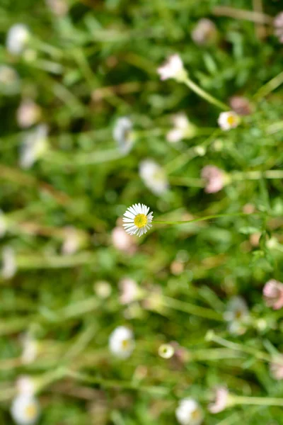 Mexikanische Flohblume Lateinischer Name Erigeron Karvinskianus — Stockfoto