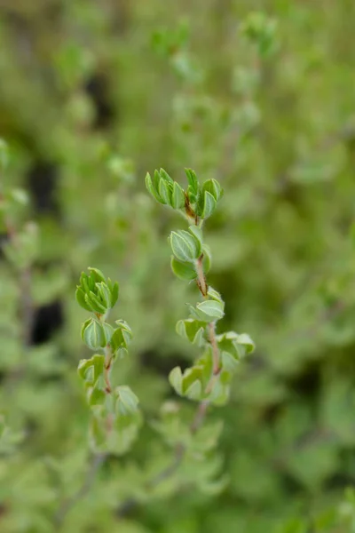 ホワイトシュラビー クリケフォイルの葉 ラテン語名 Potentilla Fructicosa — ストック写真