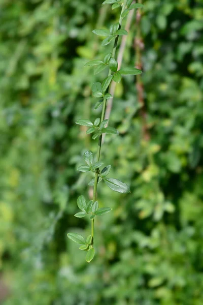 Winter Jasmine Branch Latin Name Jasminum Nudiflorum — Stock Photo, Image