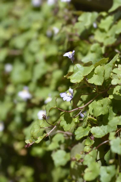 Kenilworth Ivy Małe Kwiaty Łacińska Nazwa Cymbalaria Muralis — Zdjęcie stockowe