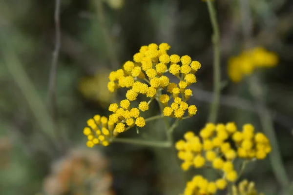 Итальянские Вечные Желтые Цветы Латинское Название Helichrysum Italicum — стоковое фото