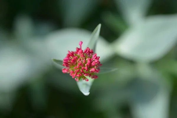 Roter Baldrian Lateinischer Name Centranthus Ruber — Stockfoto