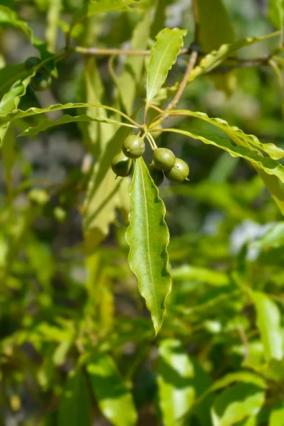 Větev Dřeva Latinský Název Pittosporum Undulatum — Stock fotografie