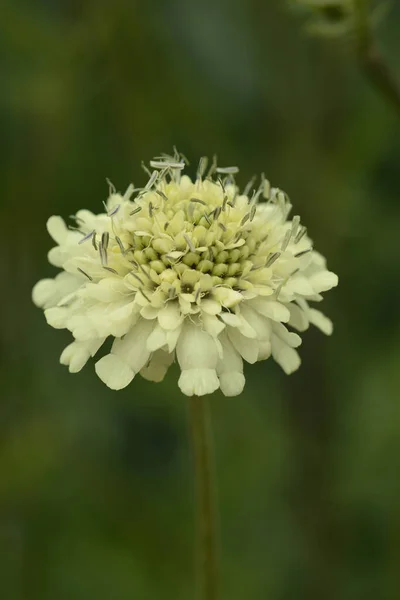 Jätteskorpa Latinskt Namn Cephalaria Gigantea — Stockfoto