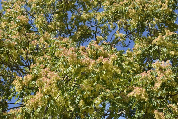 Δέντρο Του Παραδείσου Λατινική Ονομασία Ailanthus Altissima — Φωτογραφία Αρχείου