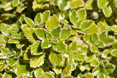 İsveç sarmaşığı Marginatus - Latince adı - Marginatus için Plectranthus