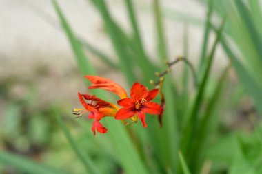 Montbretia Lucifer çiçekleri - Latince adı - Crocosmia Lucifer