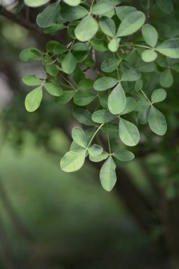 Dalmaçyalı laburum yaprakları - Latince adı - Petteria ramentacea
