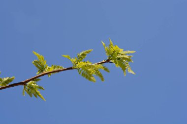 Thornless Honey çekirgesi, Latince adı Gleditsia triacanthos var. inermis