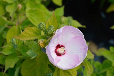 Hardy hibiscus - Latince adı - Hibiscus moscheutos