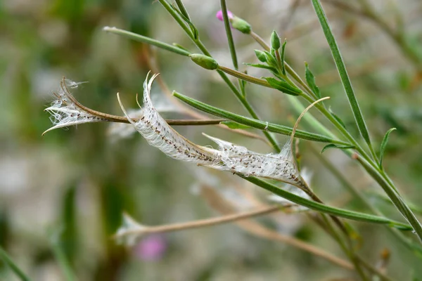 Μεγάλοι Τριχωτοί Σπόροι Willowherb Λατινική Ονομασία Epilobium Hirsutum — Φωτογραφία Αρχείου