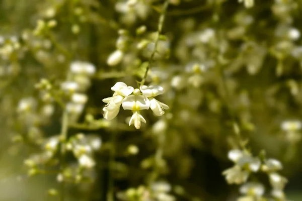 Gråtande Japanska Pagoda Träd Blommor Latinskt Namn Sophora Japonica Pendula — Stockfoto