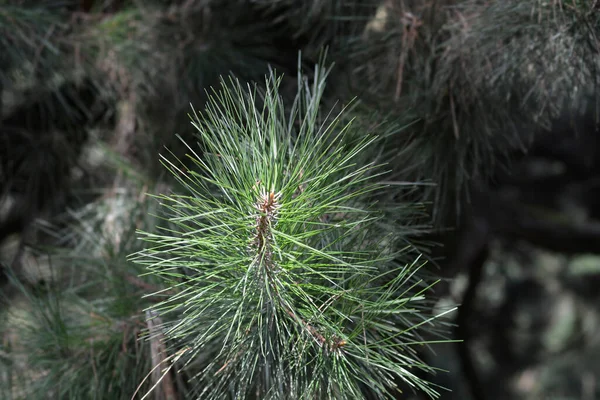 Čínská Červená Borovice Latinské Jméno Pinus Tabuliformis — Stock fotografie