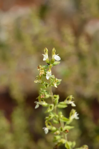 Fiori Germano Gialli Nome Latino Teucrium Flavum — Foto Stock