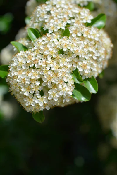 Fleurs Aubépine Écarlate Nom Latin Pyracantha Coccinea — Photo