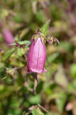 Çan Çiçeği Campanello Kırmızı - Latince adı Campanula x hybrida Campanello Kırmızı