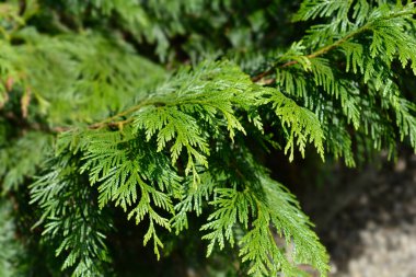 Batı kırmızı sedir dalı - Latince adı - Thuja plicata