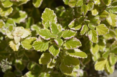 İsveç sarmaşığı Marginatus - Latince adı - Marginatus için Plectranthus