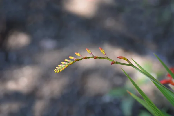 Montbretia Lucifer Çiçek Tomurcukları Latince Adı Crocosmia Lucifer — Stok fotoğraf