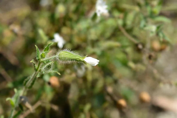 Biały Kwiat Kampionu Nazwa Łacińska Silene Latifolia Subsp Alba — Zdjęcie stockowe