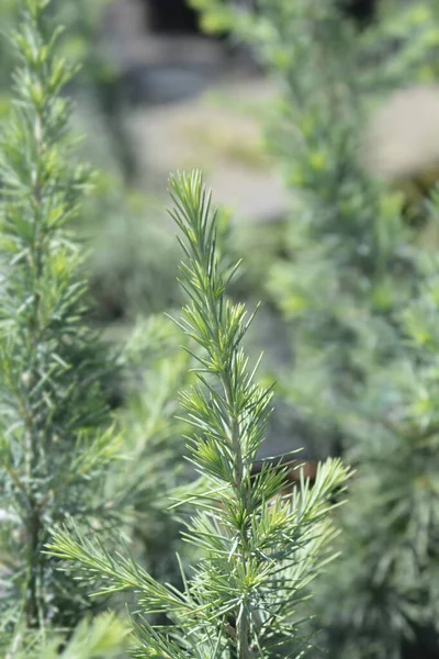 Deodar Cedar Blue Latin Name Cedrus Deodara Blue — ストック写真