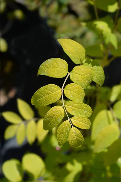 Folhas Arbusto Feijão Azul Nome Latino Decaisnea Fargesii — Fotografia de Stock