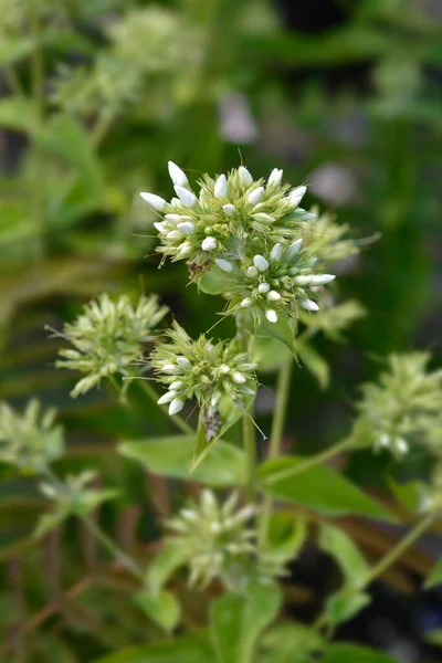Вічні Квіткові Бутони Флокса Латинська Назва Phlox Paniculata — стокове фото