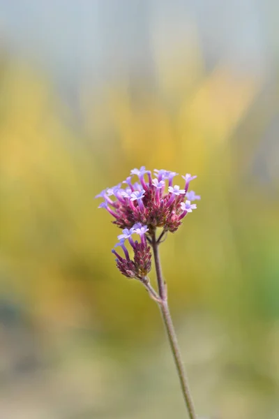 Verbena Alta Nombre Latín Verbena Bonariensis — Foto de Stock