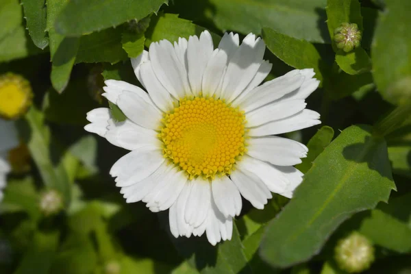 Shasta Daisy Snow Lady Latin Name Leucanthemum Superbum Snow Lady — Stock Photo, Image