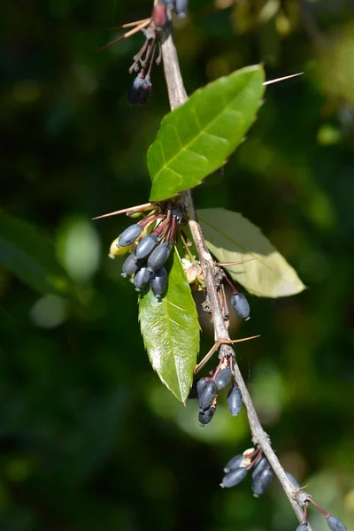 Wintergrüne Berberitze Lateinischer Name Berberis Julianae — Stockfoto