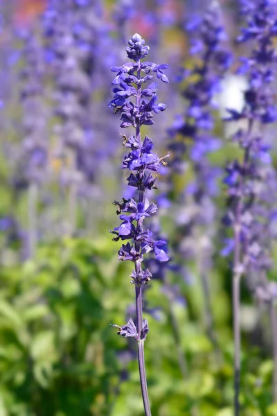 Mealy Cup Sage Латинское Название Salvia Farinacea — стоковое фото