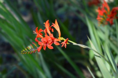 Montbretia Lucifer çiçekleri - Latince adı - Crocosmia Lucifer