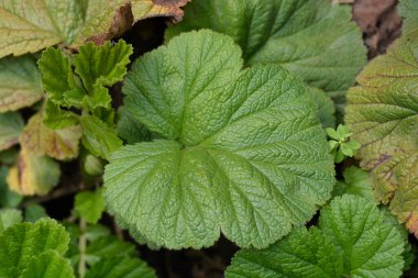 Cüce portakalı yaprakları - Latince adı - Geum coccineum