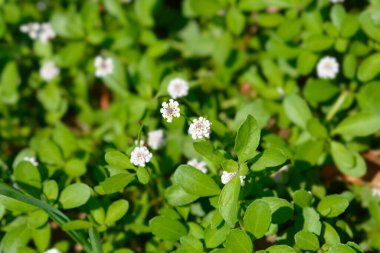 Sawtooth Frogfruit - Latince adı - Phyla nodiflora