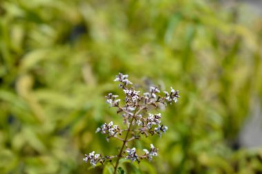 Limon yaprağı - Latince adı - Aloysia citriodora (Aloysia triphylla)