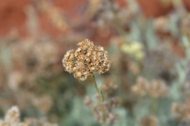 İtalyan ebedi tohumları - Latince adı - Helichrysum italicum