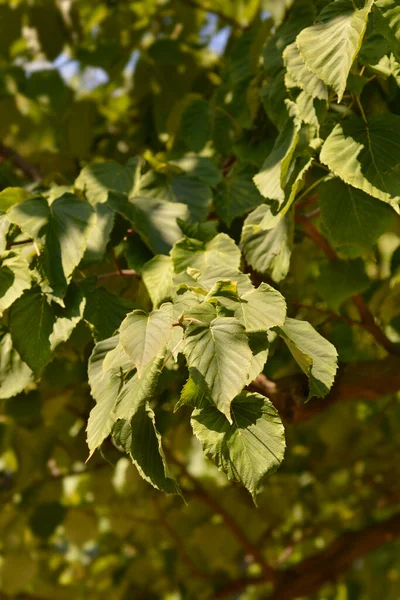 Hojas Árbol Del Pañuelo Nombre Latino Davidia Involucrata Var Vilmoriniana —  Fotos de Stock