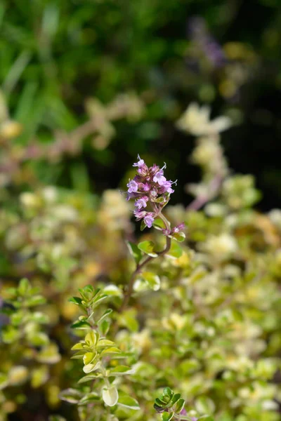 Φύλλα Θυμαριού Foxley Λατινική Ονομασία Thymus Pulegioides Foxley — Φωτογραφία Αρχείου