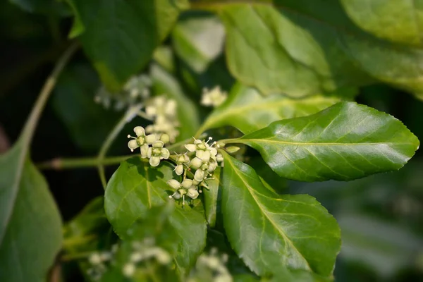 Wrzeciono Europejskie Nazwa Łacińska Euonymus Europaeus — Zdjęcie stockowe