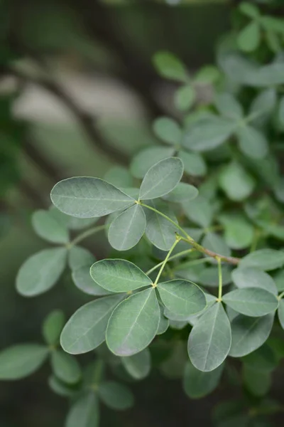 Liście Laburnum Dalmatyńskiego Nazwa Łacińska Petteria Ramentacea — Zdjęcie stockowe