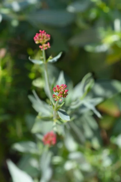 Valeriana Vermelha Nome Latino Centranthus Ruber — Fotografia de Stock