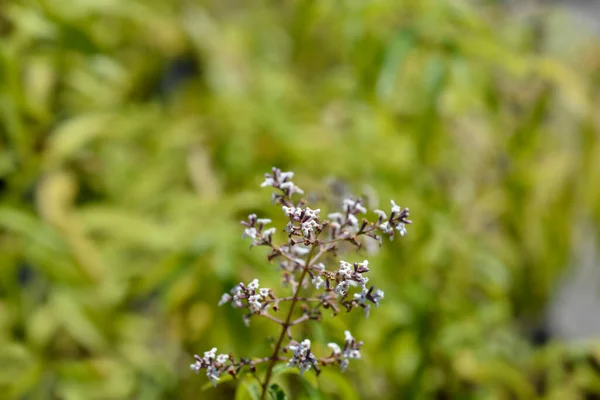 Liście Werbeny Cytrynowej Nazwa Łacińska Aloysia Citriodora Aloysia Triphylla — Zdjęcie stockowe