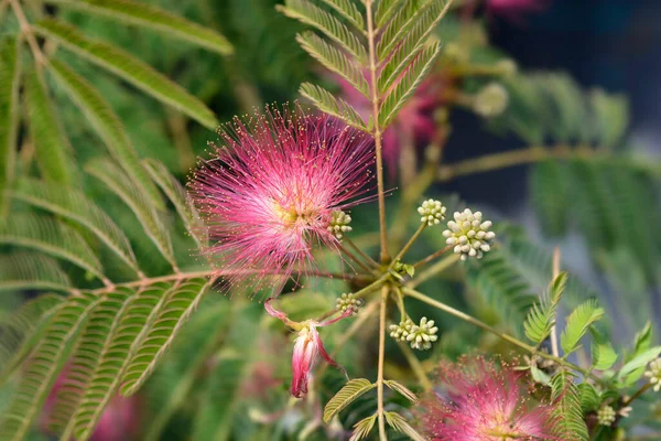 Selyemfa Virágok Latin Név Albizia Julibrissin — Stock Fotó